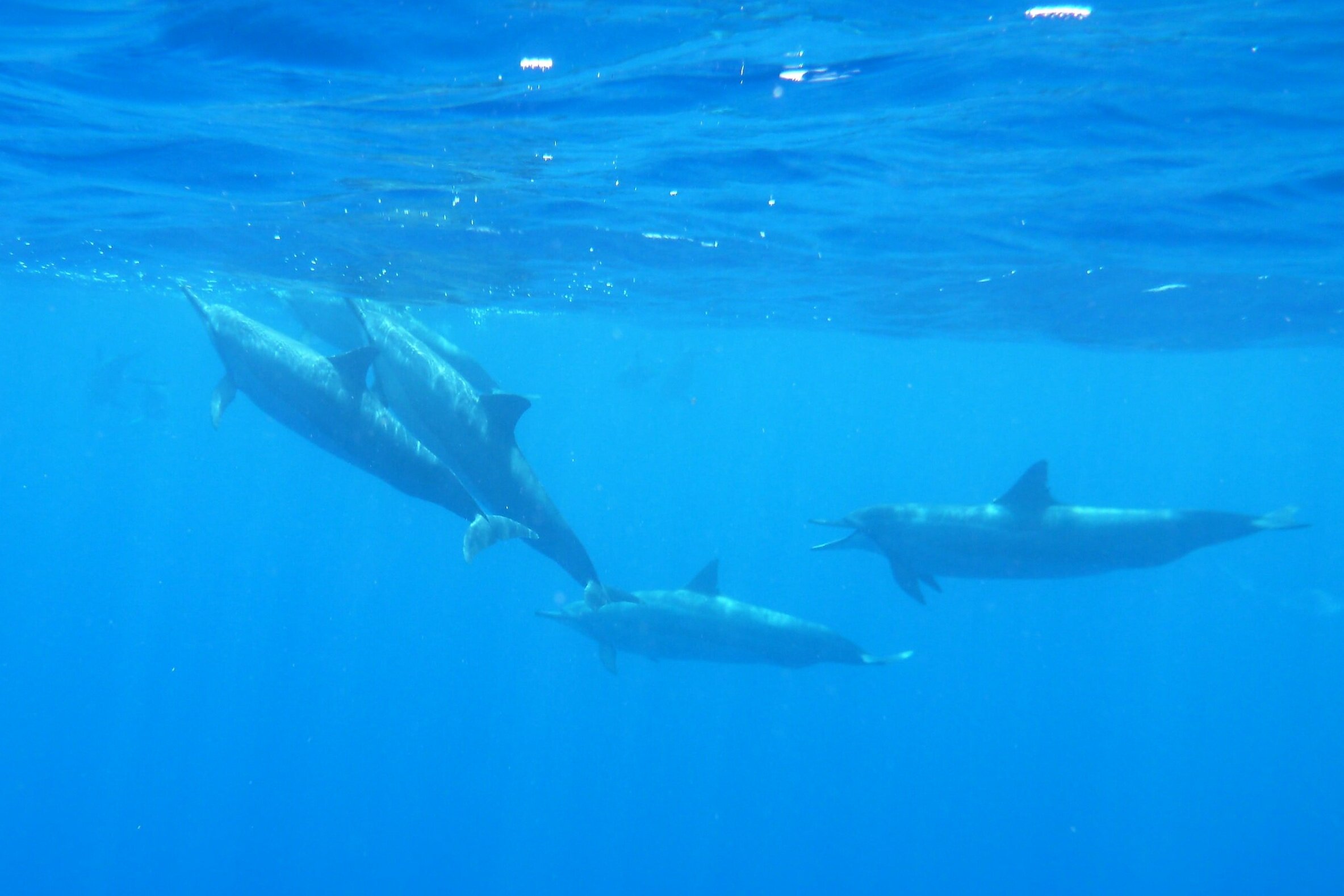 I went shopping and sightseeing in nassau and explored the atlantis resort on paradise island on my own. 43 Best Things To Do On The Big Island Of Hawaii Marcofeng