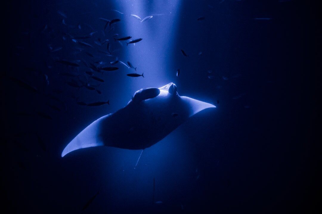 Learn to spot the deals and avoid the travel scams. Kona S Manta Rays Kona Manta Ray Tours My Hawaii Hostel