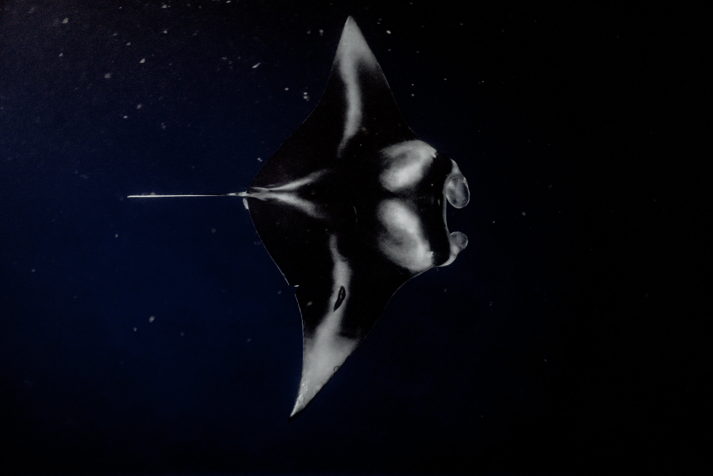 The îles du salut (salvation islands) off the coast of french guiana are home to the île royale resort, but were once devil's island penal colony. Manta Ray Snorkel Kona Big Island Manta Tours Kona Style