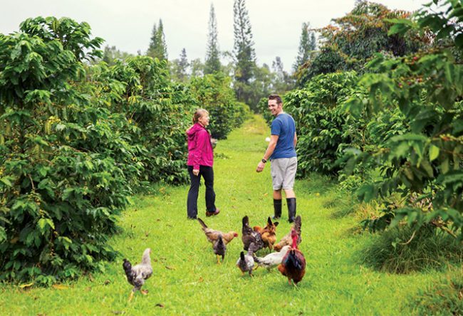 Big island coffee guide · kona coffee · ka'u coffee · puna coffee · hamakua coffee · kauai coffee · molokai coffee · waialua coffee of oahu. Big Island Small Operation Big Island Coffee Roasters Their Rich Story Mana Foods