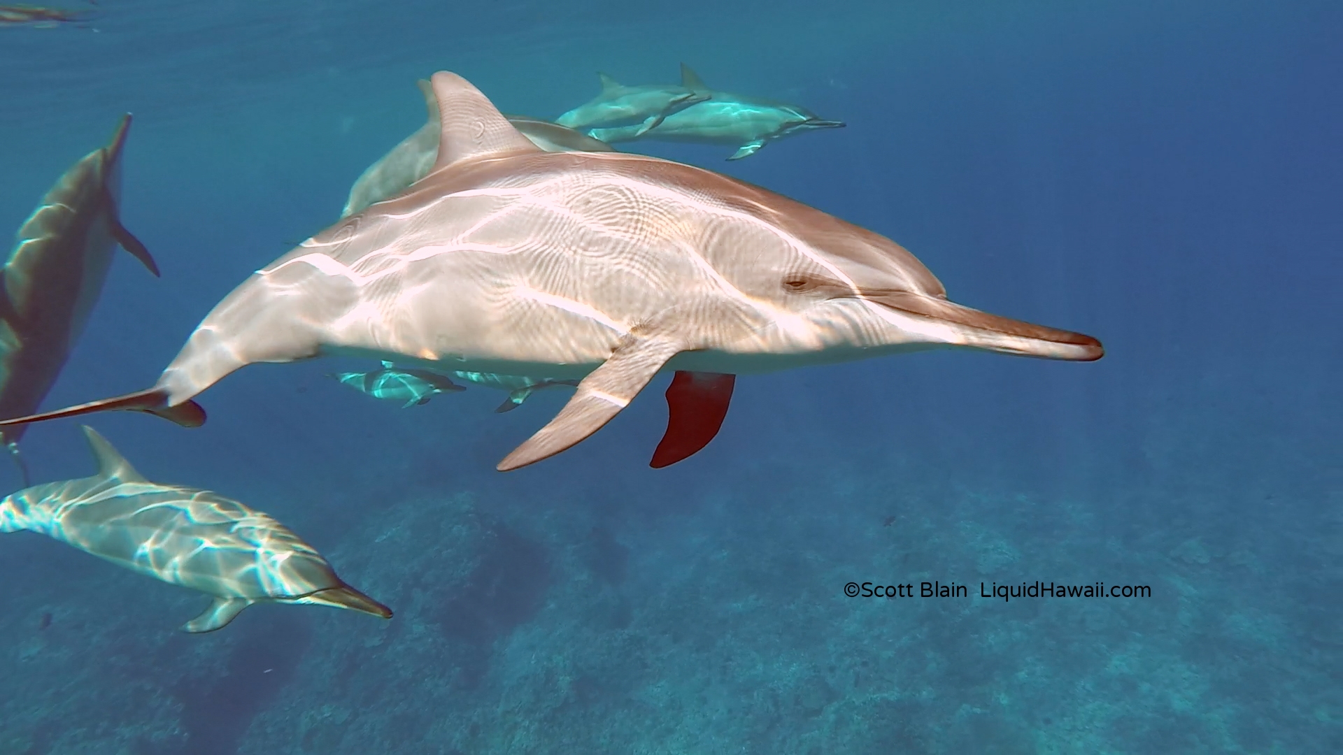 $6.95 million this caribbean retreat was built. Best Dolphin Snorkel Tours On The Big Island Of Hawaii Dolphin Swim Hawaii Puako Best Night Manta Ray Snorkel Manta Ray Dive Dolphin Swim Whales