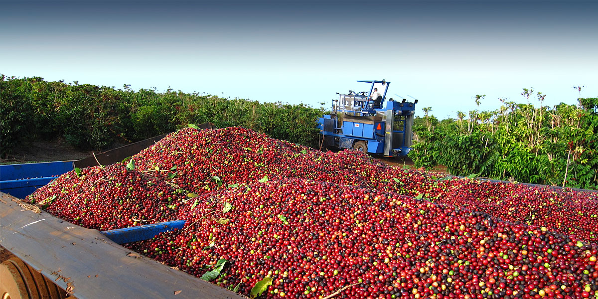 Hawaii tours by experienced, personal interpretive guides give you a deep connection to hawaii. Ka Anapali Coffee Farms Real Estate Lots In Maui Hawaii