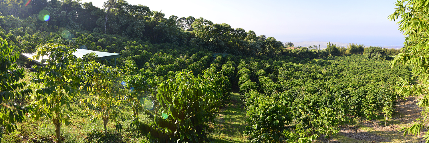 Certified 100% organic kona coffee direct from our coffee farm in kona, hawaii to you. Karmasu Coffee Estate Farm Karmasu Kona Coffee