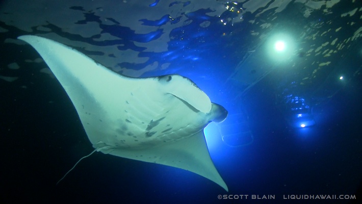 More time to find the best wildlife encounters, and increase time spent with the whales on every tour. Best Dolphin Snorkel Tours On The Big Island Of Hawaii Dolphin Swim Hawaii Puako Best Night Manta Ray Snorkel Manta Ray Dive Dolphin Swim Whales