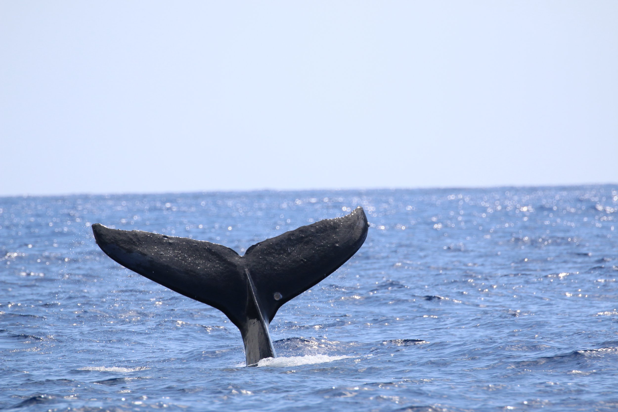 In many parts of the mainland u.s., winter is categorized by white clumps of water . Big Island Whale Watch Tours Departing Out Of Kona Hawaiian Adventures