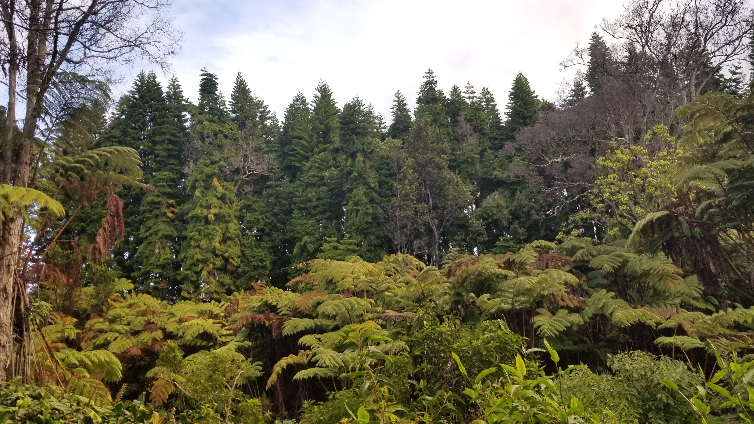 5 farm tours across hawaii's big island + bonus activities! Hawaii Forest Farms