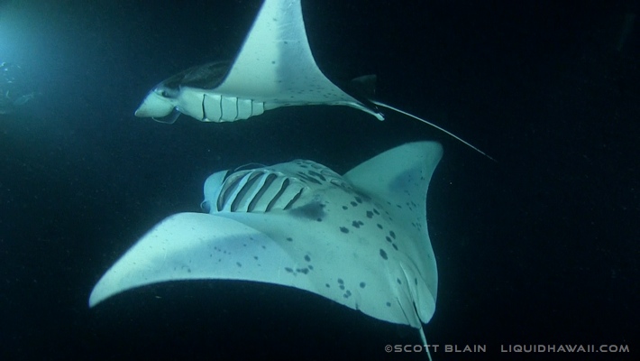 Manta ray snorkel tours puako, hawaii. Manta Ray Snorkel Tour Best Dolphin Snorkel Tours Hawaii Best Manta Ray Night Snorkel Tour