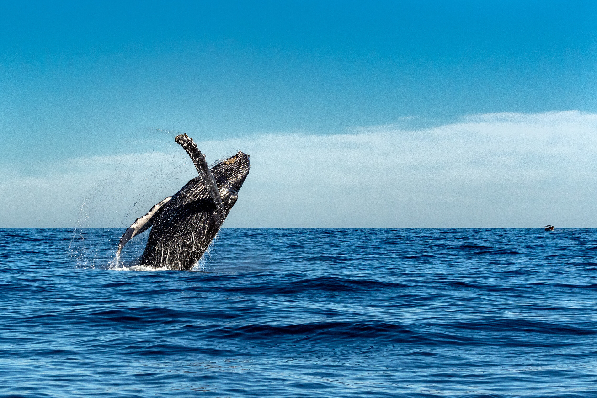 Join us on a big island adventure. Where To See Whales In Kona My Hawaii Hostel