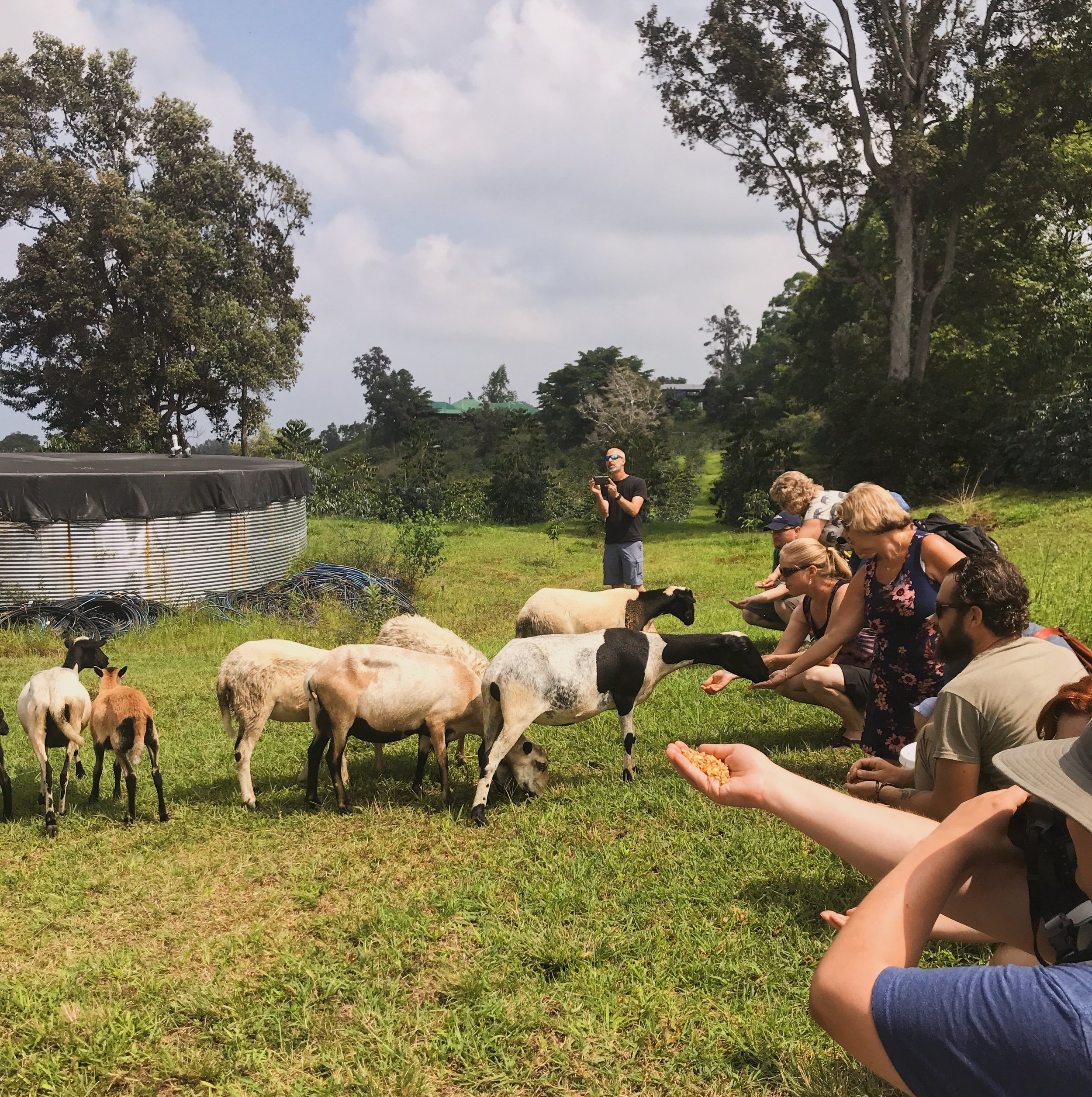 Daily 8 am to 4:30 pm. Tours Tastings Sunshower Farms Kona Coffee Farm And Event Venue