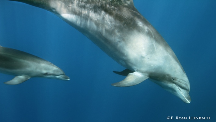 That all depends on your vacation preferences. Dolphin Viewing And Reef Snorkel Tour Best Dolphin Snorkel Tours Hawaii Best Manta Ray Night Snorkel Tour