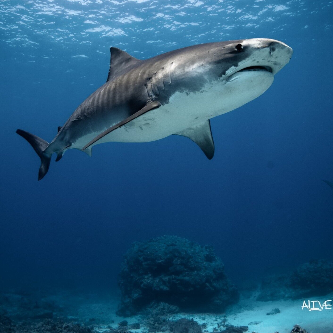 Since 2003, natural habitat adventures has partnered with wwf, the world’s leading environmental organization, to promote this mission. Kona Diving Ecoadventures