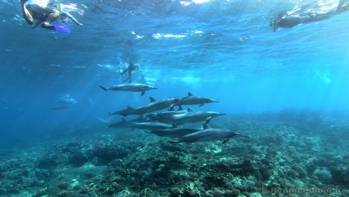Top snorkeling tours on the big island · kealakekua bay snorkel & rafting sea cave expedition (keauhou bay) · sea paradise manta ray village swim & night snorkel . Dolphin Viewing And Reef Snorkel Tour Best Dolphin Snorkel Tours Hawaii Best Manta Ray Night Snorkel Tour