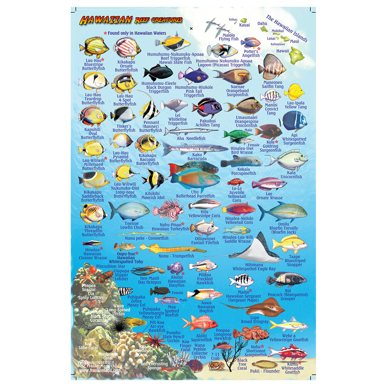 Forget all the stereotypes you've heard about long island. Hawaii Big Island Map Fish Id Coral Key Scuba And Travel Denver