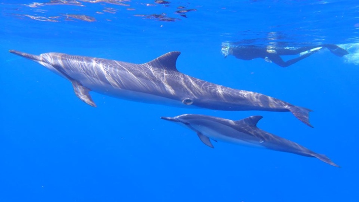 With so many beaches and so much sun, how do you choose among the hawaiian islands? Dolphin Viewing And Reef Snorkel Tour Best Dolphin Snorkel Tours Hawaii Best Manta Ray Night Snorkel Tour