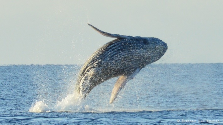 There are up to four cruises daily in seas. Whale Watching Tour Best Dolphin Snorkel Tours Hawaii Best Manta Ray Night Snorkel Tour