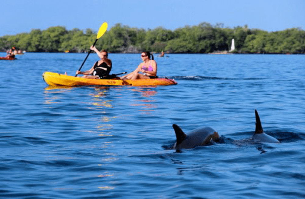 In fact, only two big island kayak companies are permitted to take . Kayak Sup Rental In Kealakekua Bay