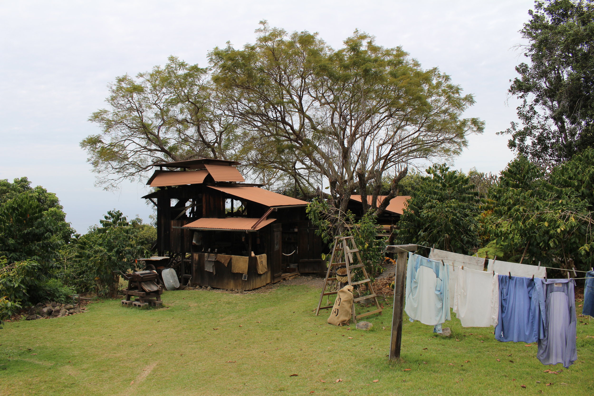 Heavenly hawaiian kona coffee farm · hula daddy kona coffee farm · greenwell farms · kona coffee living history farm · bonus: Kona Coffee Living History Farm Kona Historical Society