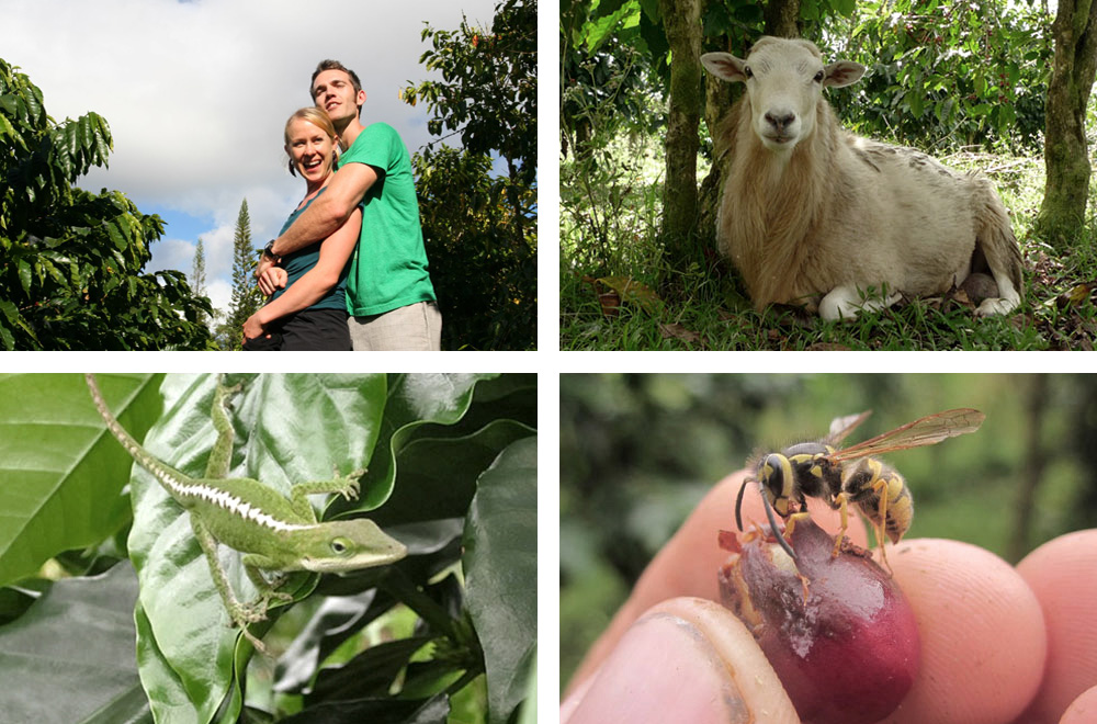 Here's what you need to consider when starting a small farm, from designing it to planning the first year to assessing your land. Big Island Small Operation Big Island Coffee Roasters Their Rich Story Mana Foods