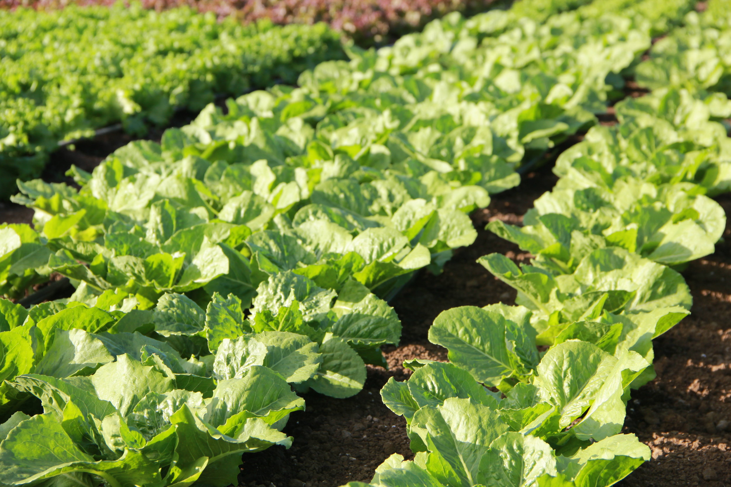 Agroforestry is the combination of agriculture and forestry. Keala Ola Farm