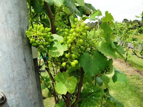 How does a giant volcano hide. Fun Hawaii Travel Volcano Winery On The Big Island