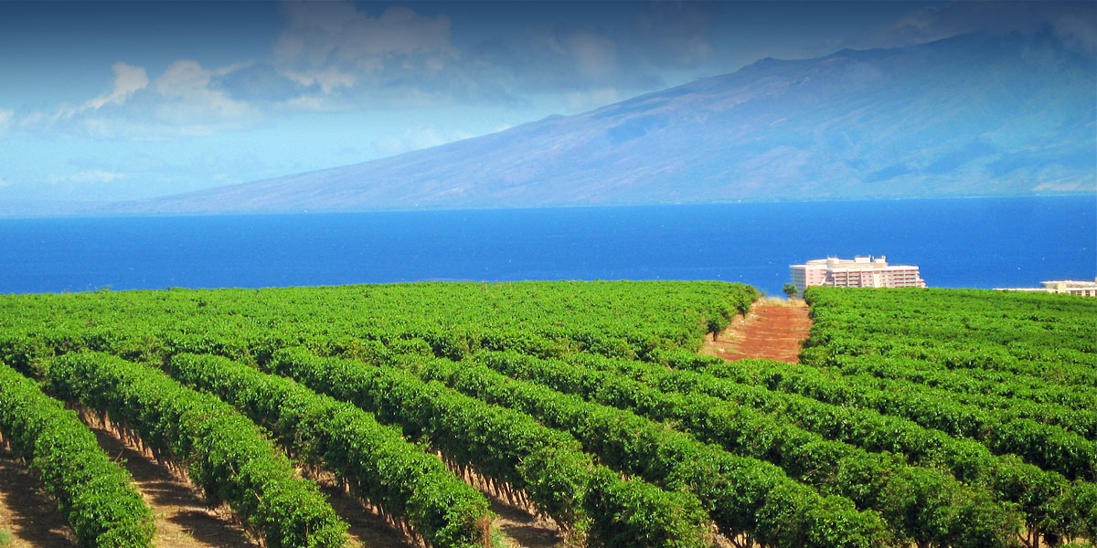 At their kona leʻa plantation. Ka Anapali Coffee Farms Real Estate Lots In Maui Hawaii