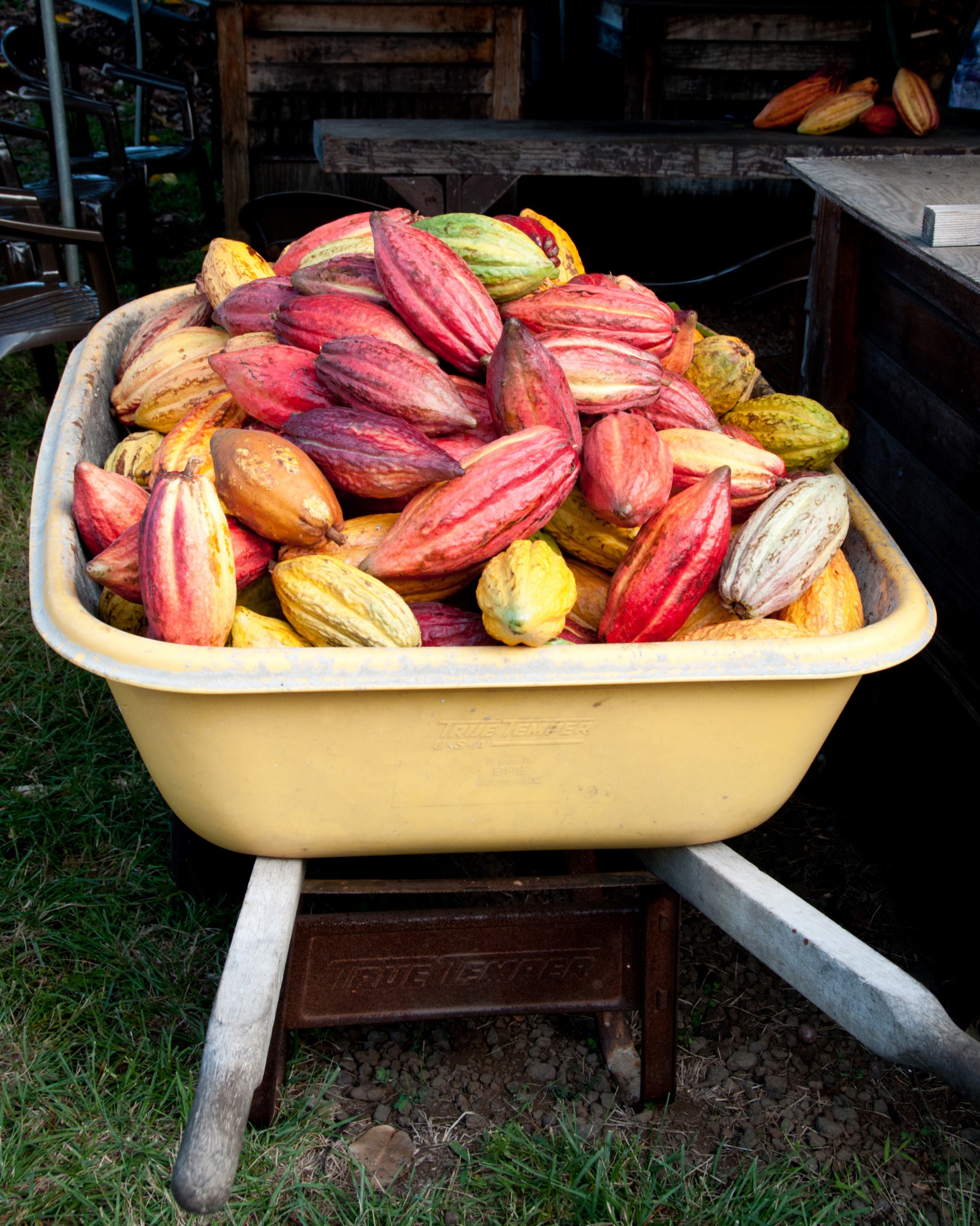 Puna honeyed yellow caturra in coffee review’s top 30 coffees of 2013 list • 2013: Hawaii S Kona Coast Beckons With A Growing Folksy Fun Food Scene To Savor By April Orcutt Batw Travel Stories Medium