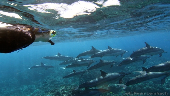 Honokohau harbor (kona), 2.5 hours, check for times · oceanic patrol. Dolphin Viewing And Reef Snorkel Tour Best Dolphin Snorkel Tours Hawaii Best Manta Ray Night Snorkel Tour