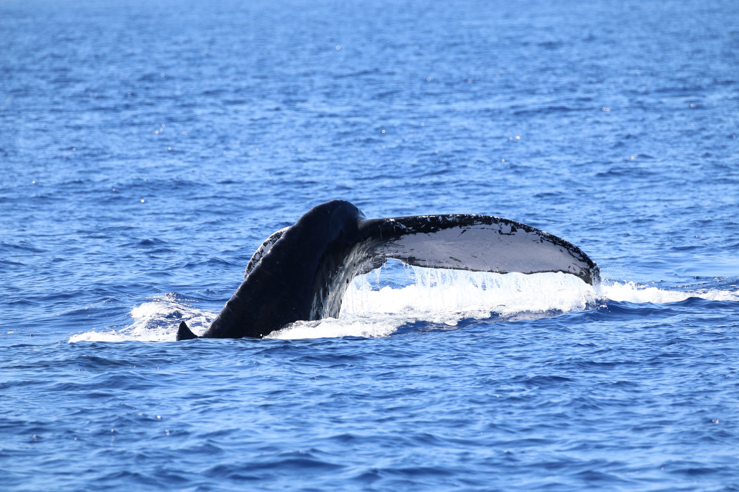 Between november and april is peak whale watching season around the big island. Hawaiian Adventures World Class Kona Whale Watch And Snorkeling Tours