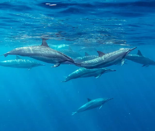 We specialize in the best kona snorkel tours available. Yss1hmqgv4amdm