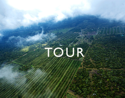 Kona coffee tours are a great way to break up the beach days on . 100 Kona Coffee Tour Kona Coffee And Tea Company