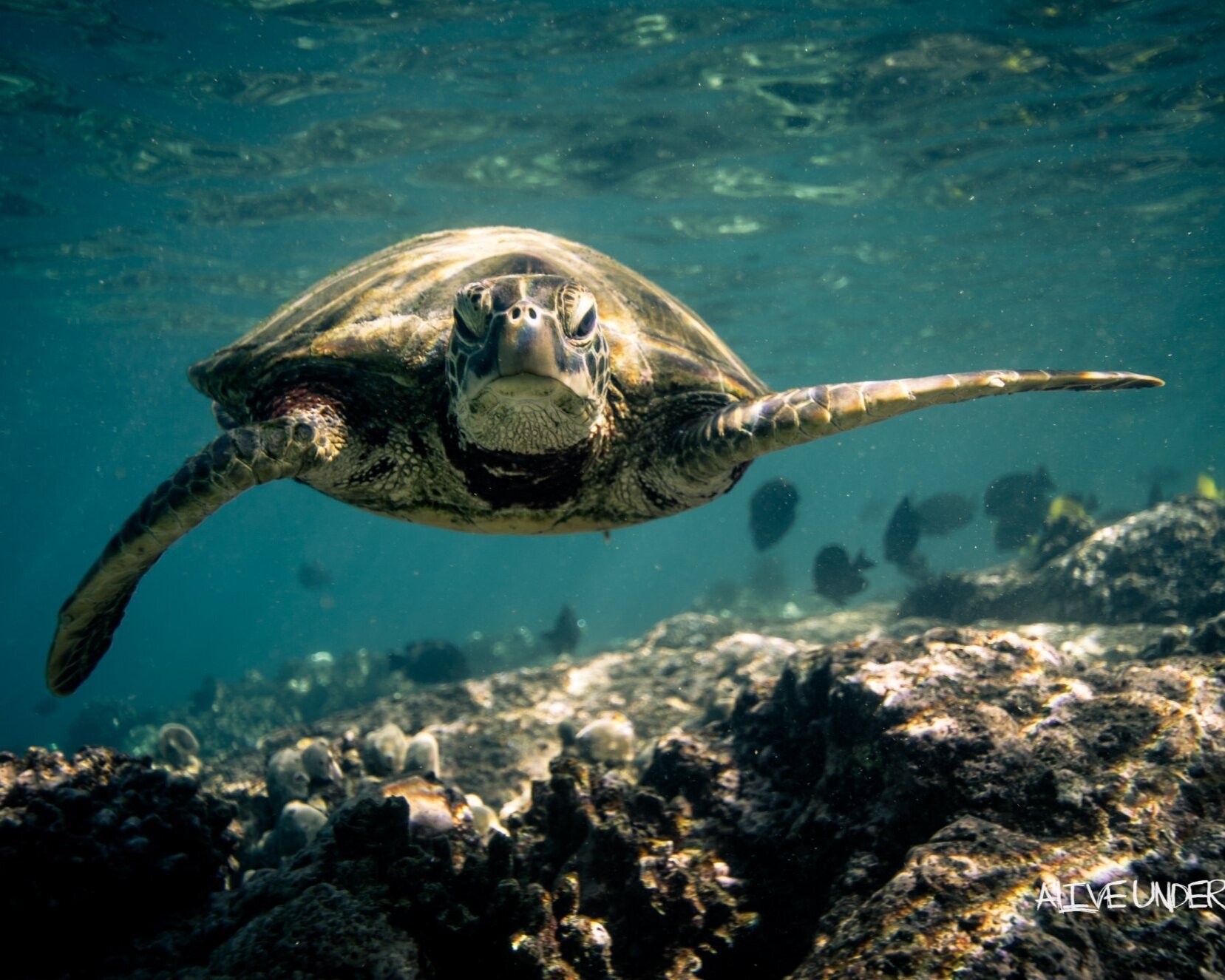 This speedboat tour speeds you to the captain cook monument to enjoy the best kona snorkeling in kealakekua bay! Capt Cook K Bay Snorkel Manta Ray Dives Of Hawaii