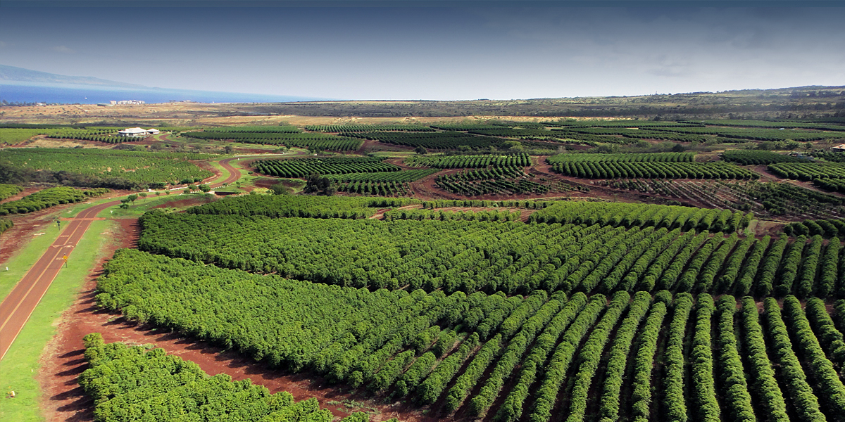 Sharing here the brief history of coffee and its benefits. Ka Anapali Coffee Farms Real Estate Lots In Maui Hawaii