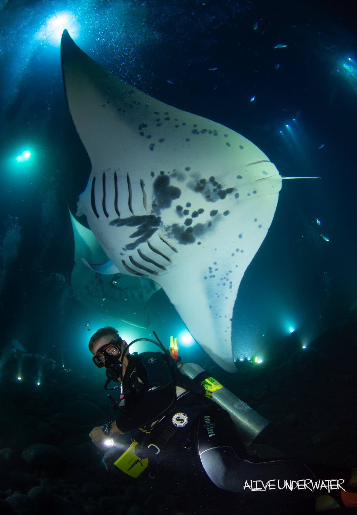 We are the original and most established shark tour in hawaii. Kona Diving Ecoadventures