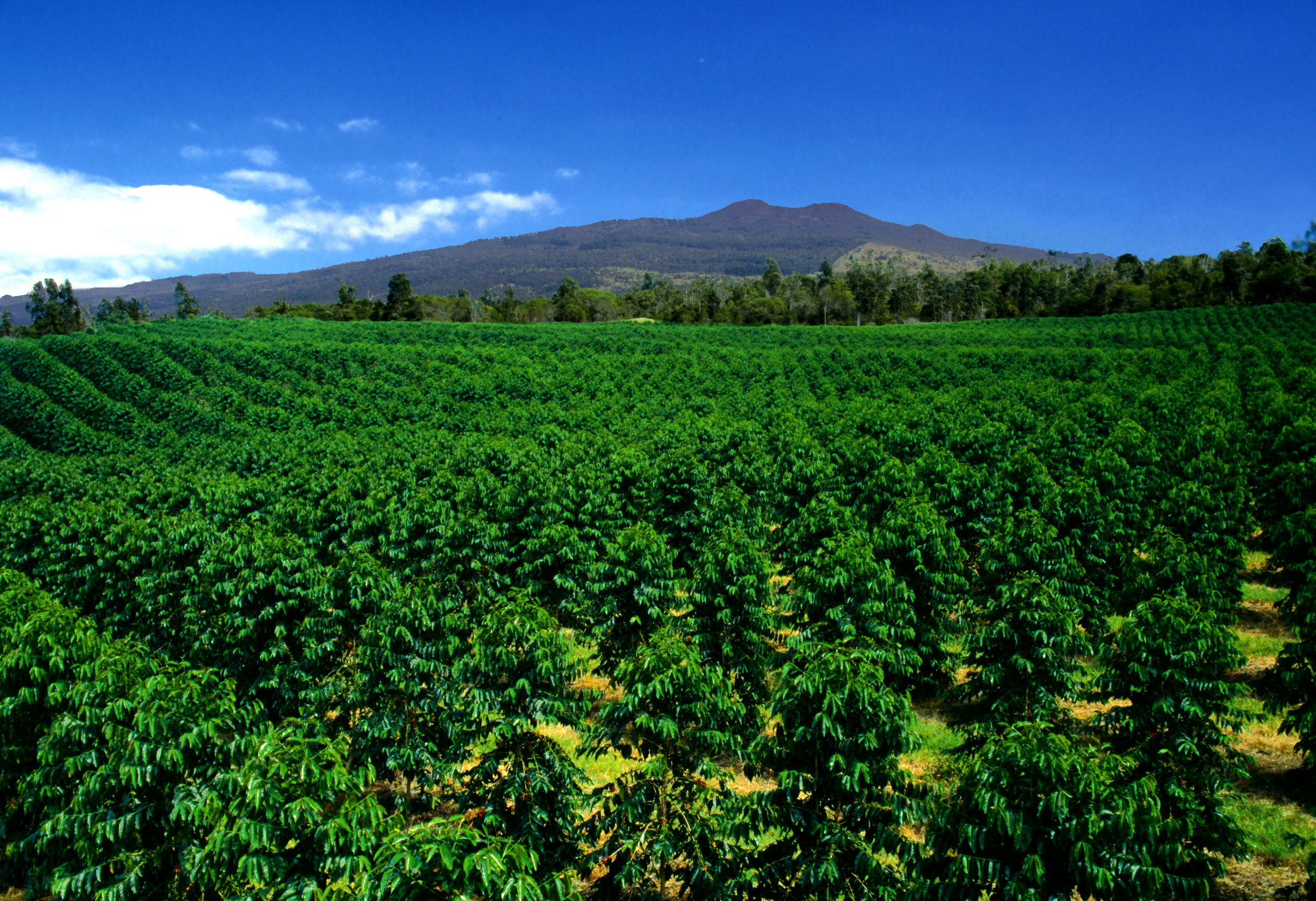 Last tour begins at 3 pm. Farm Kona Coffee And Tea Company