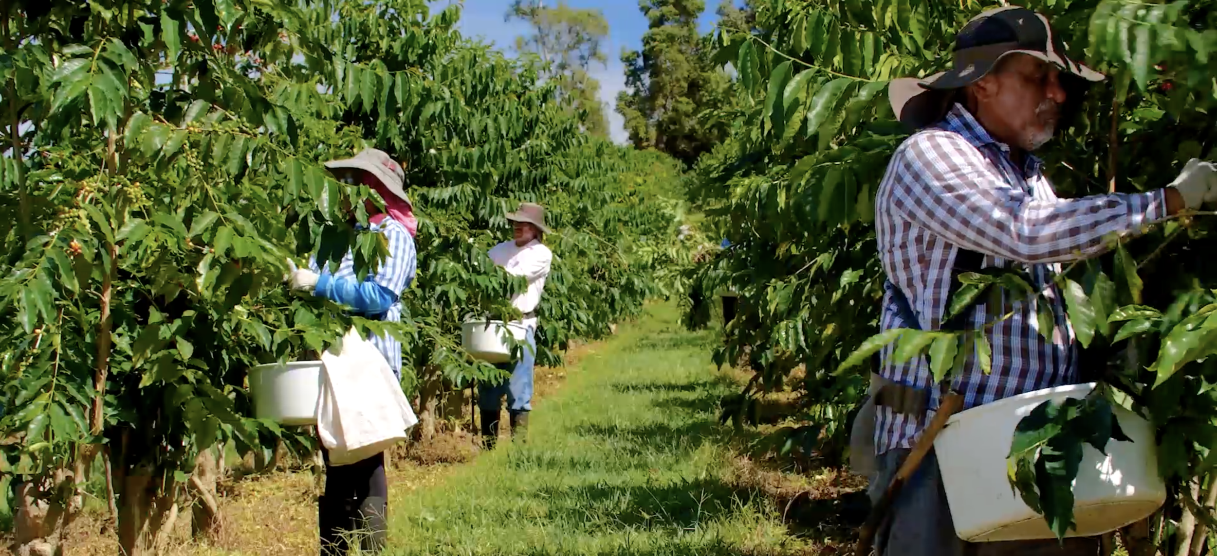 By proceeding, you agree to our privac. Sustainably Farmed Kona Coffee And Tea Company