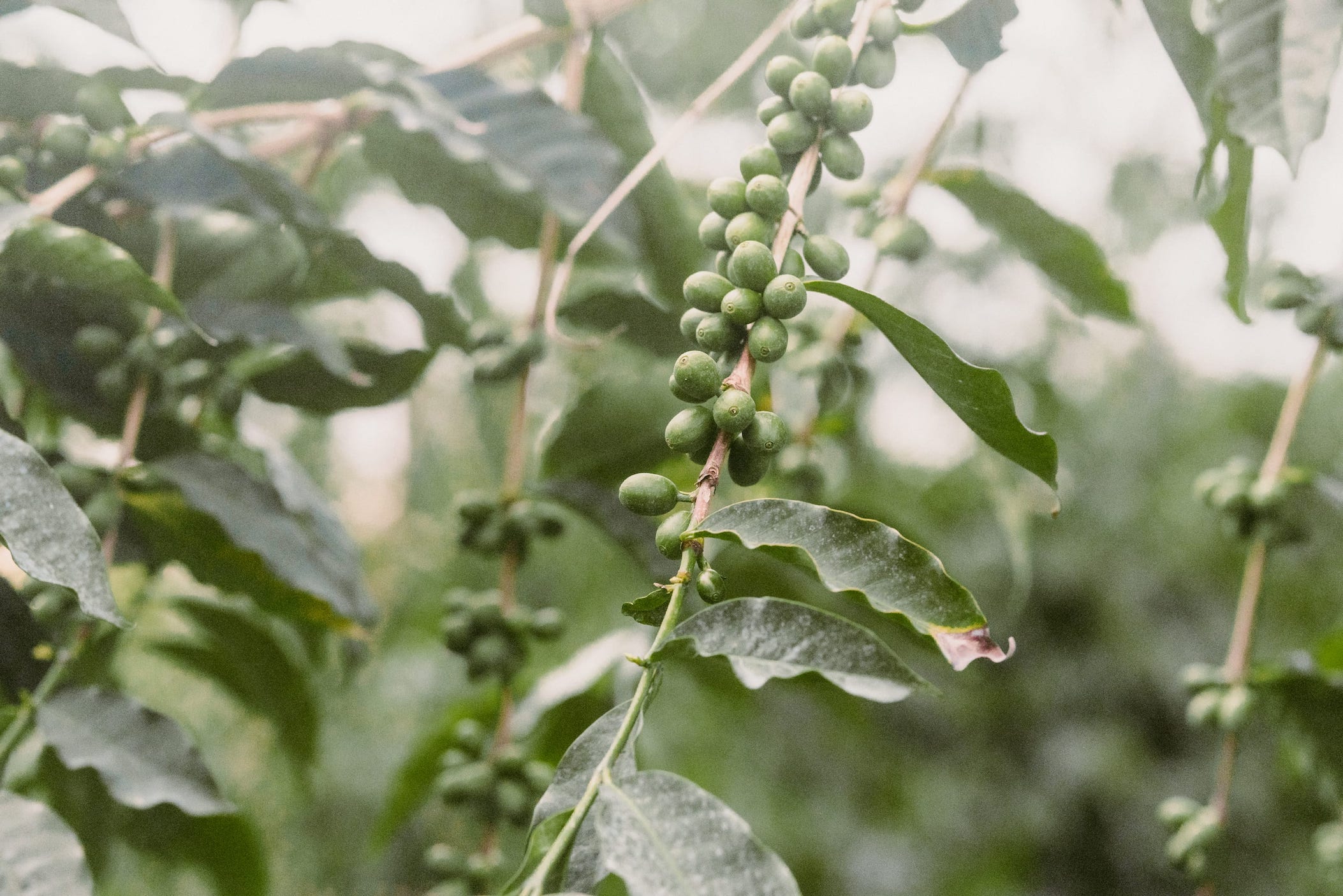 If so, where do you start looking? Sunshower Farms Kona Coffee Farm And Event Venue