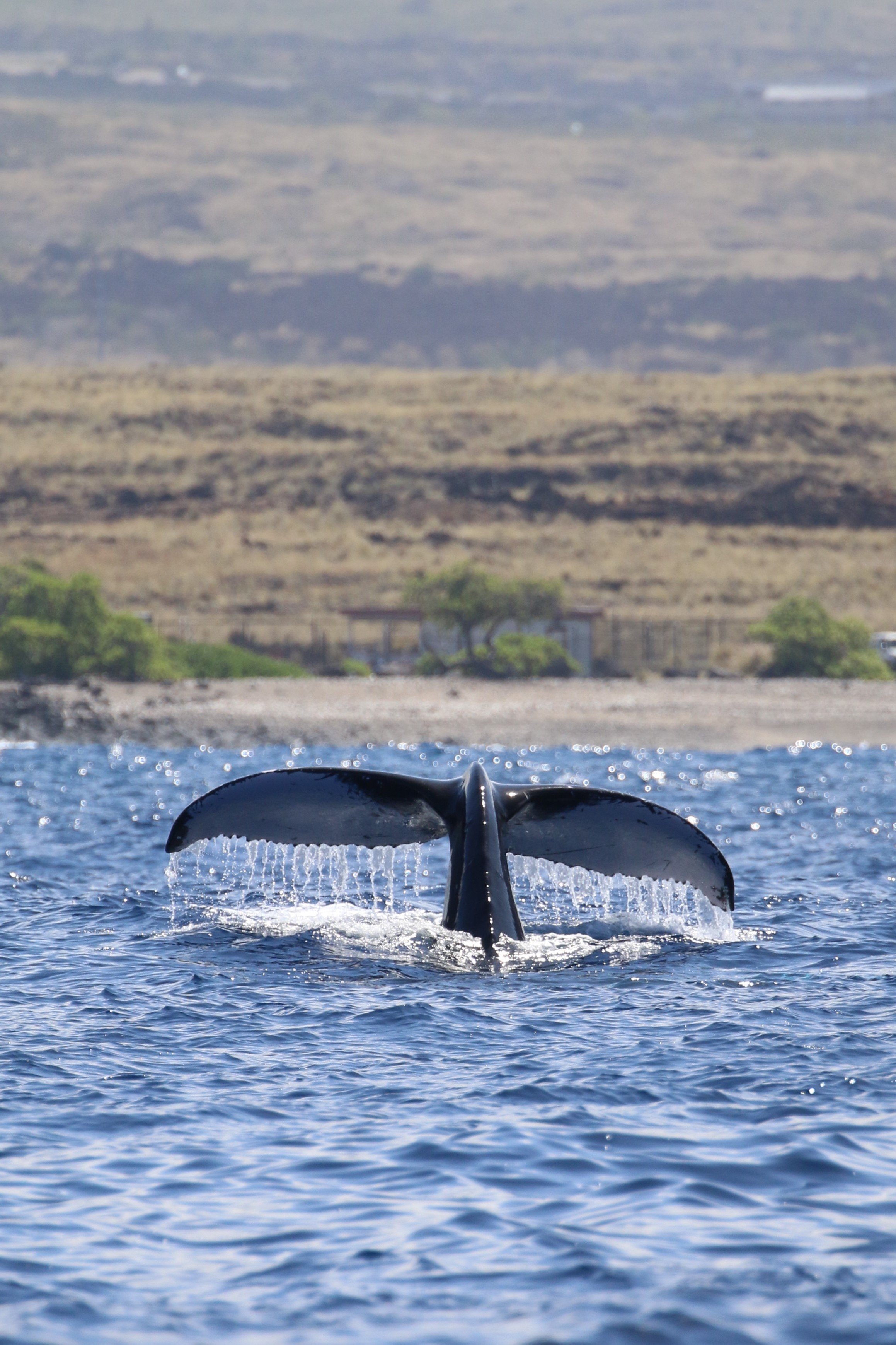 JPG Join us and scuba dive hawaii for an experience like no other. Big Island Whale Watch Tours Departing Out Of Kona Hawaiian Adventures