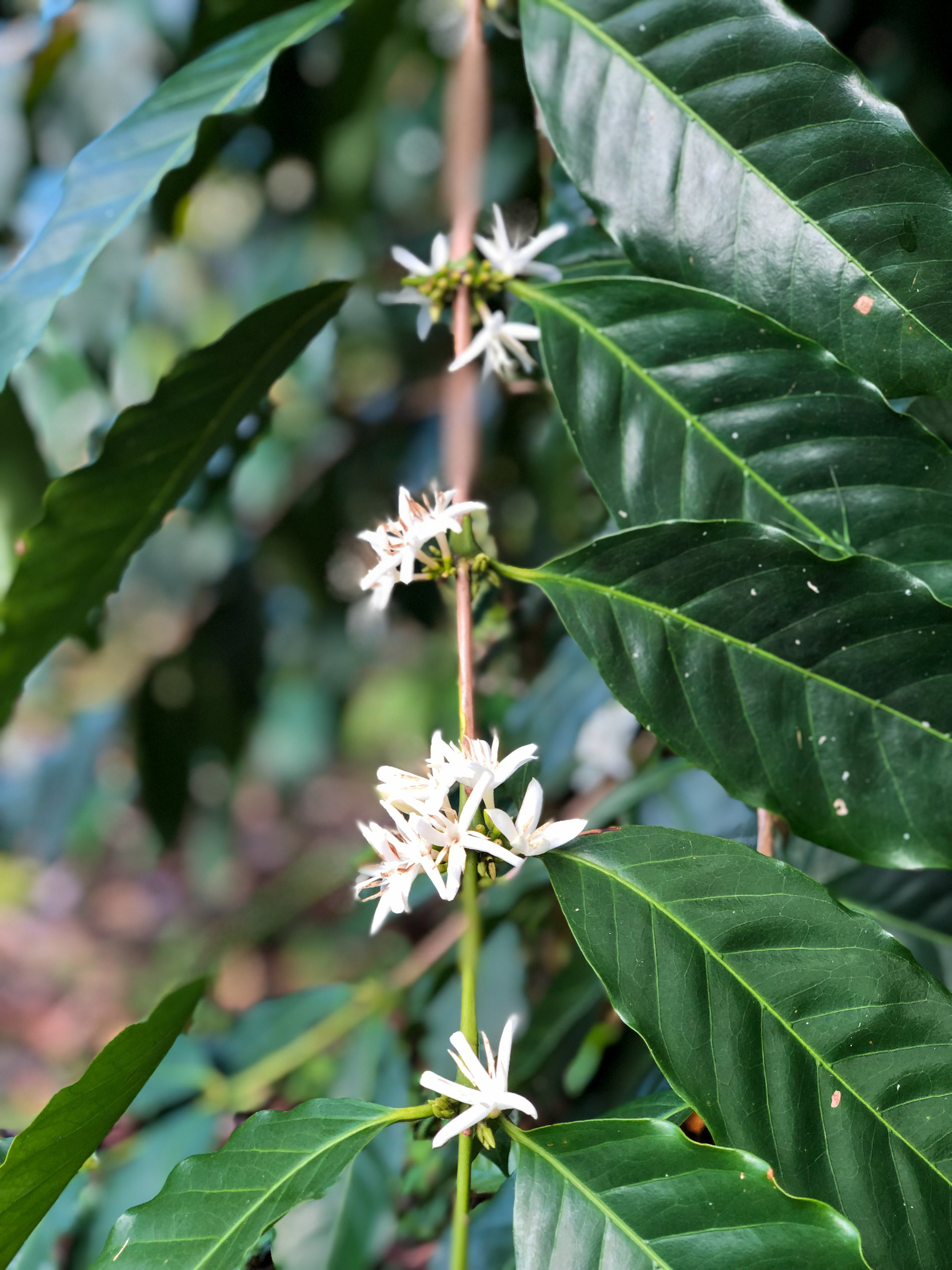 Kona coffee & tea · 2. Farm Kona Coffee And Tea Company