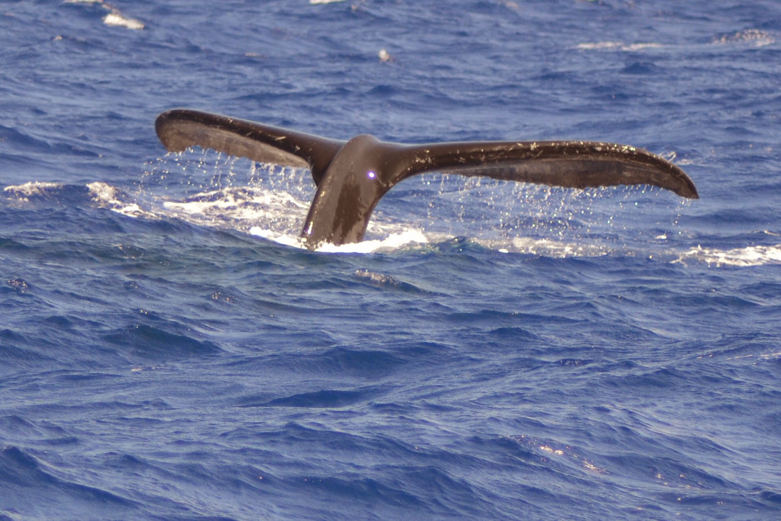 Every winter, pods of graceful humpback whales migrate from alaska to the warmer waters of the hawaiian islands . Family Travel Blog Whale Watching On The Big Island