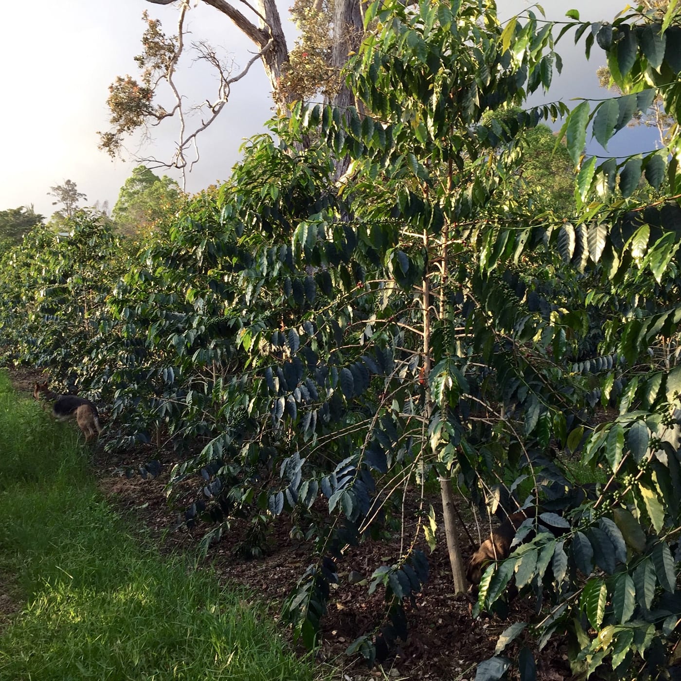 · sign up for our weekly newsletter · best tour: About Our Coffee Sunshower Farms Kona Coffee Farm And Event Venue