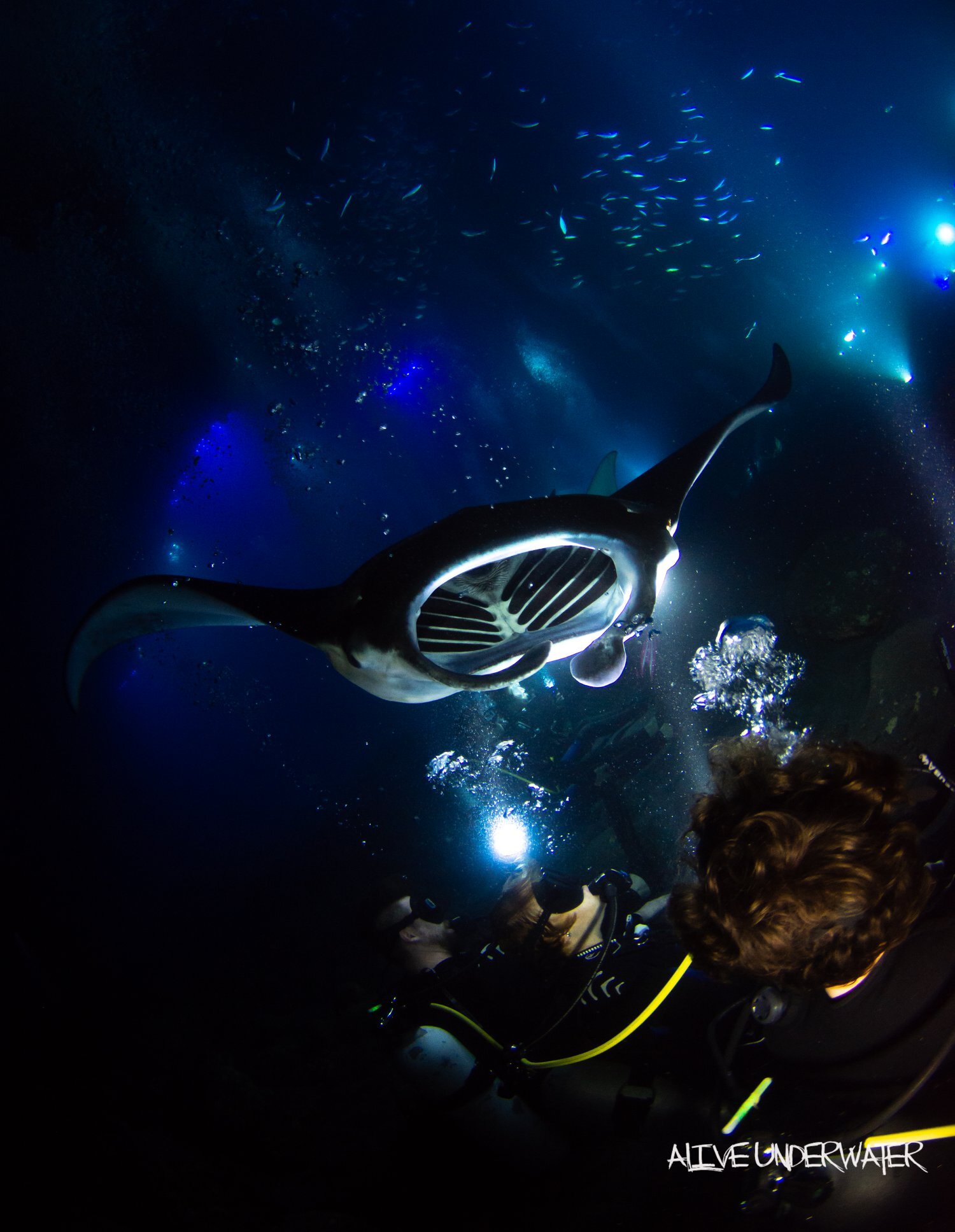 Best manta ray snorkel tour on the big island of hawaii . Manta Ray Dives Of Hawaii