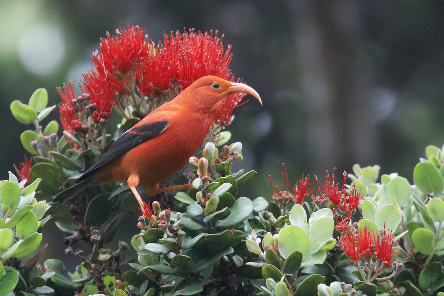 During our hawaii birding tours, visitors will get to experience the island's natural beauty. Birding North America Hawaii Endangred Island Endemics