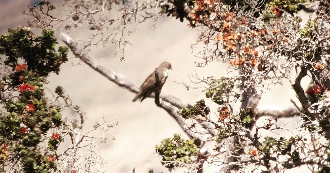 It's really amazing how different each hawaiian . Home Hawaii Bird Guide