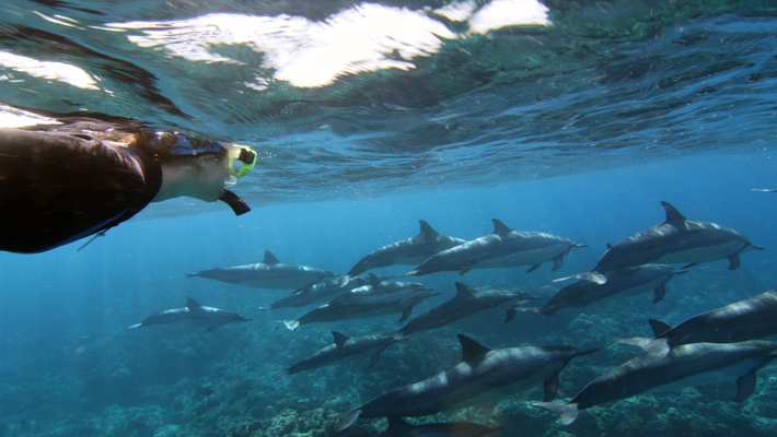 Image Be the first to discover secret destinations, travel hacks, and more. Best Dolphin Snorkel Tours On The Big Island Of Hawaii Dolphin Swim Hawaii Puako Best Night Manta Ray Snorkel Manta Ray Dive Dolphin Swim Whales