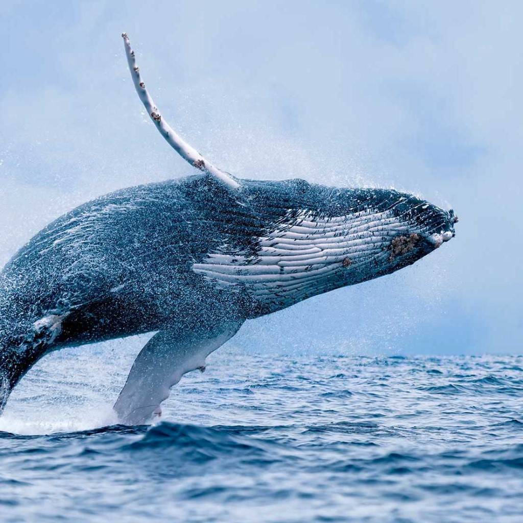 Best Big Island Whale&nbsp;Watch