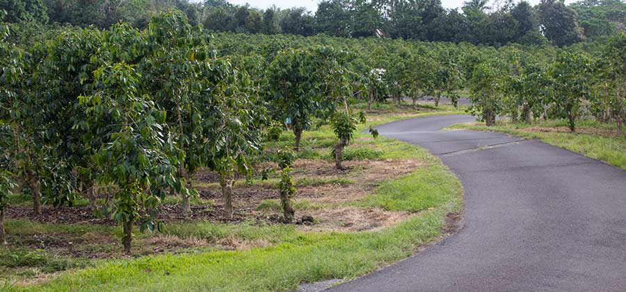 50+ Coffee Farm In Kona Hawaii