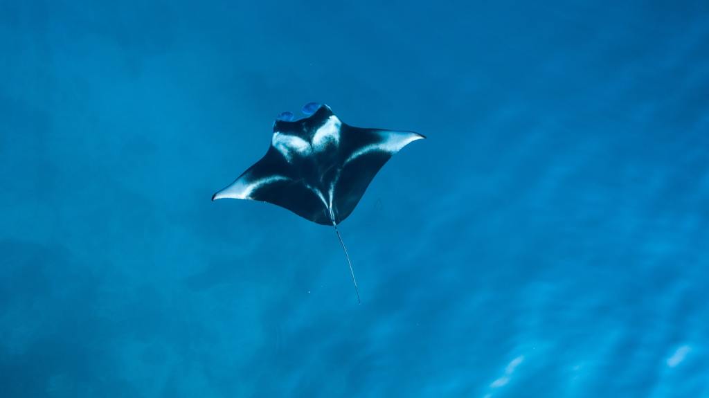 48+ Best Manta Ray Night Snorkel Big Island Hawaii Package