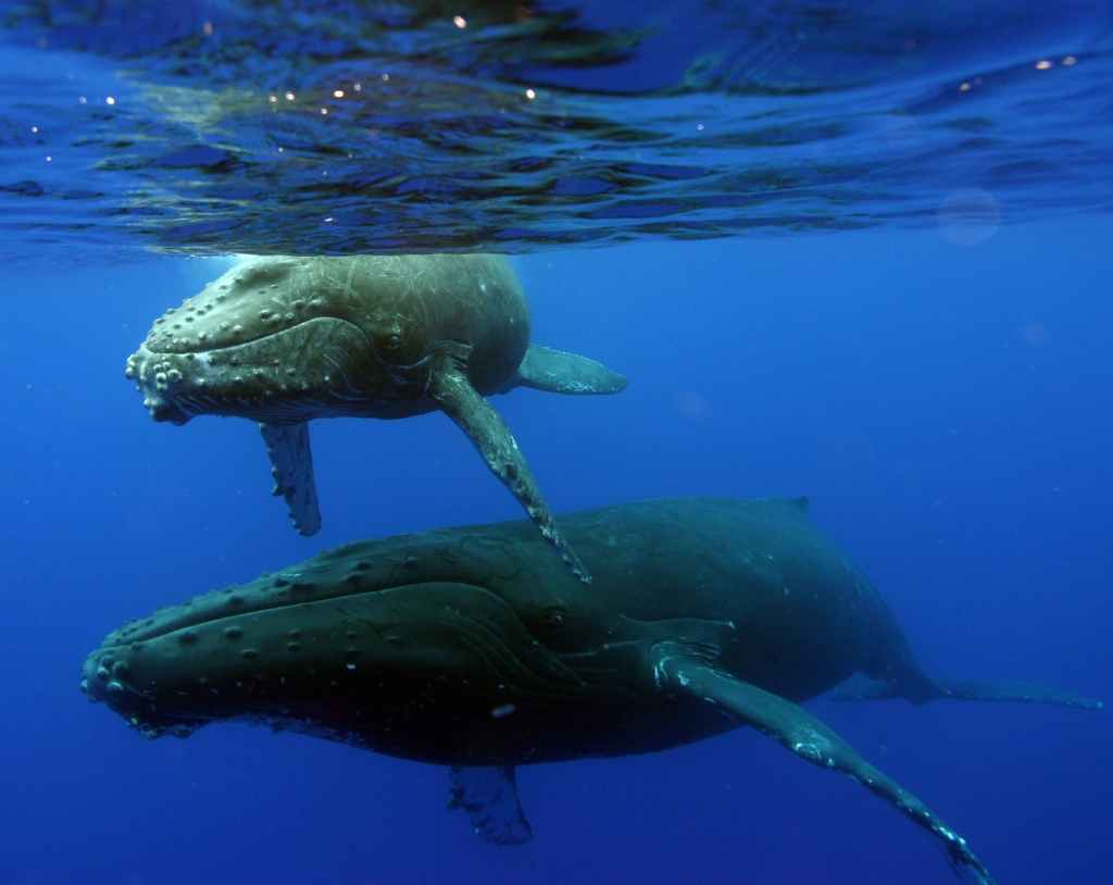 Amazing Whale Watching Tour Big Island Hawaii&nbsp;Packages