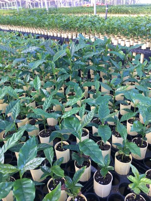 26+ Coffee Farm In Big Island