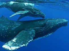 16+ Best Whale Watching Tour Big Island Hawaii&nbsp;Packages